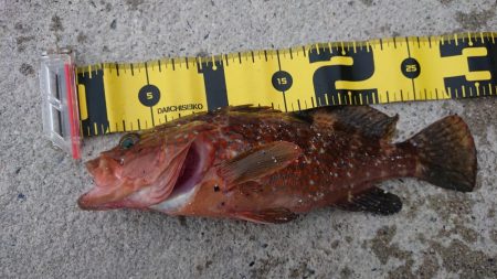 エギングなのに…