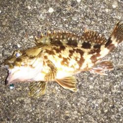 雨上がり後のライトゲーム