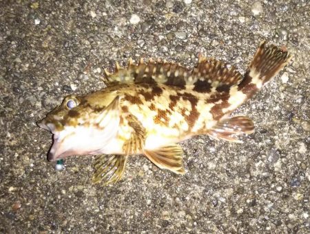 雨上がり後のライトゲーム