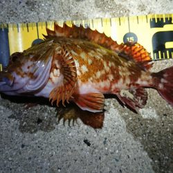 ケンサキ狙いでしたが……