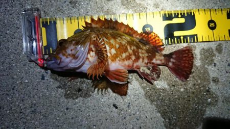 ケンサキ狙いでしたが……