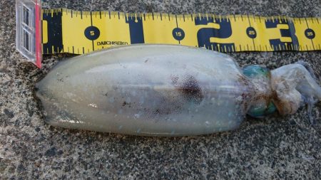 やっと春が来ました