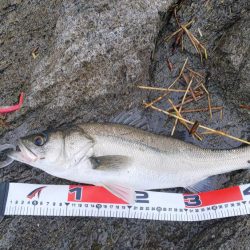 ショア   ブリ98センチ、シーバス50センチ