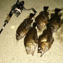 アジ探しからの～