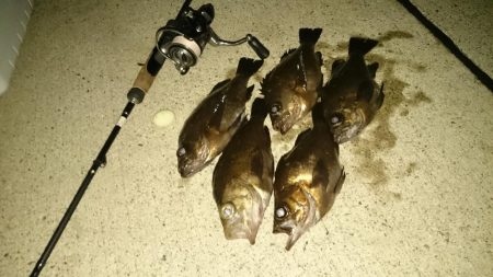 アジ探しからの～