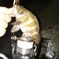 いつもの アジ調査