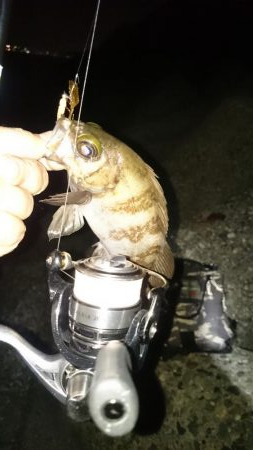 いつもの アジ調査