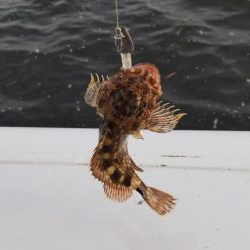 ガシラ16匹  タケノコメバル1匹