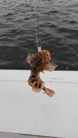 ガシラ16匹  タケノコメバル1匹