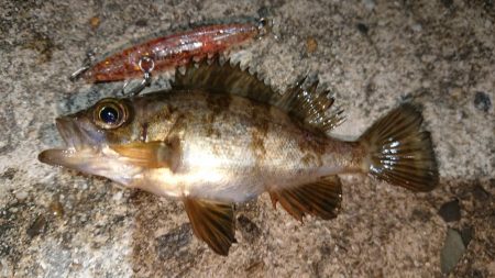 メバルプラッキング