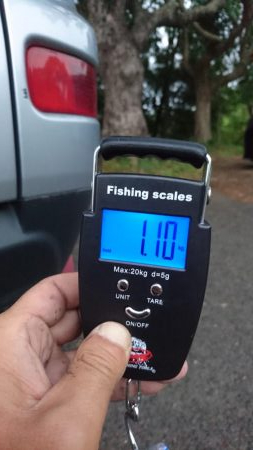 朝と夕方短時間エギング