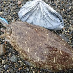 日中のサーフでキロアップGET