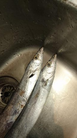 武庫一でのフラップははたして青岸で通用するのか！？