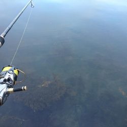 敦賀春イカ狙いでサゴシ