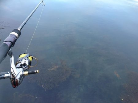 敦賀春イカ狙いでサゴシ