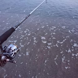 安定のモンゴウ