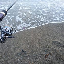 いつものモンゴウイカ