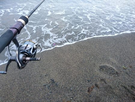 いつものモンゴウイカ