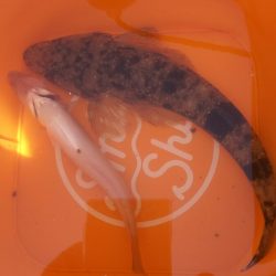 【芦屋漁港】 キス年始め調査 (サーフ＆テトラ）