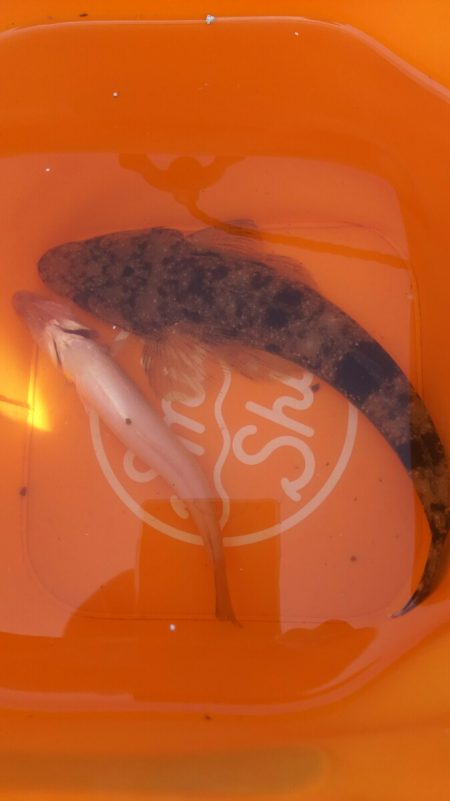 【芦屋漁港】 キス年始め調査 (サーフ＆テ…