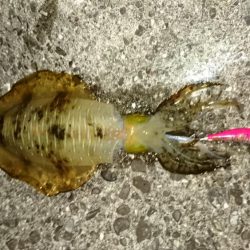 出張の移動の合間に漁港巡礼