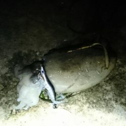 海釣公園３～４番間 初コウイカ GET!!!!