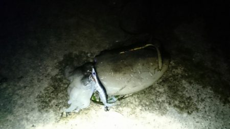 海釣公園３～４番間 初コウイカ GET!!!!