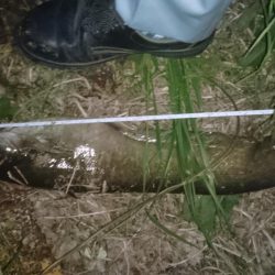 バス釣りのはずが…