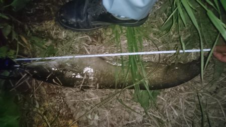 バス釣りのはずが…