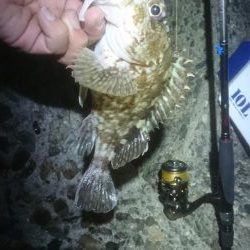 メバルはどこっ？！