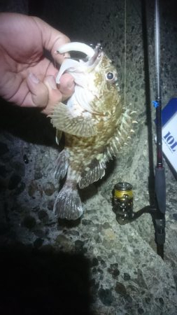 メバルはどこっ？！