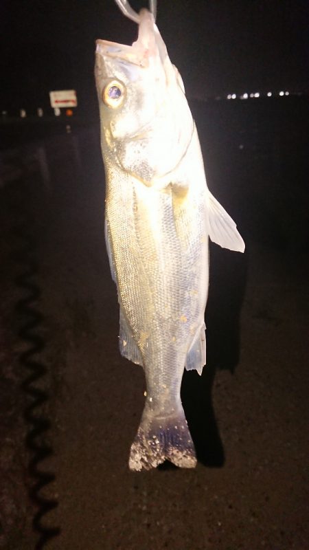 未来のランカー達