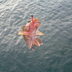 カサゴ入れ食い