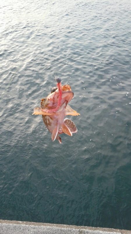 カサゴ入れ食い