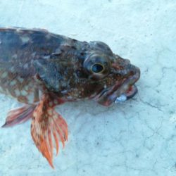 アジが釣りたいのですが・・・