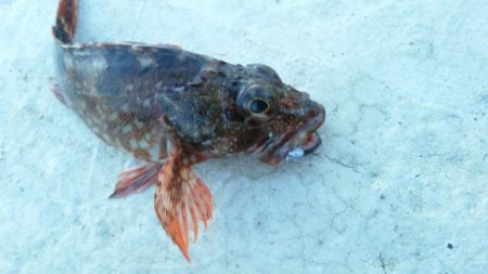 アジが釣りたいのですが・・・