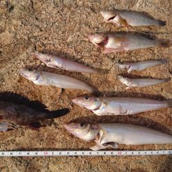 キスはどうやろ?