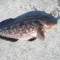 カサゴが沢山つれました。