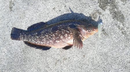 カサゴが沢山つれました。