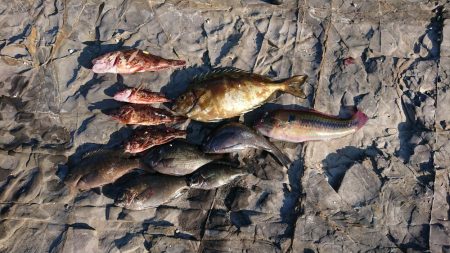 チヌ狙いだけど…