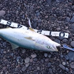 浜からのナブラ打ち