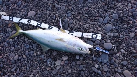 浜からのナブラ打ち