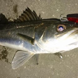 バチ抜け短時間勝負