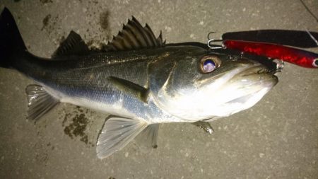 バチ抜け短時間勝負