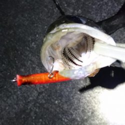 バチパターン継続中？