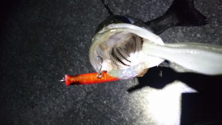 バチパターン継続中？