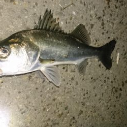 なんかイマイチ