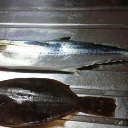 ヒラメがつれました。