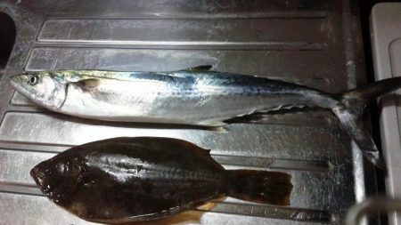 ヒラメがつれました。