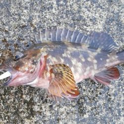 ベッコウゾイが釣れました